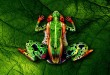 frog-johannes-stoetter_2-600x400