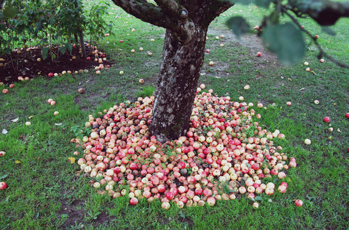 mela-albero
